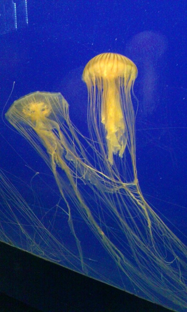 Répétition avant la nuit de Halloween : 