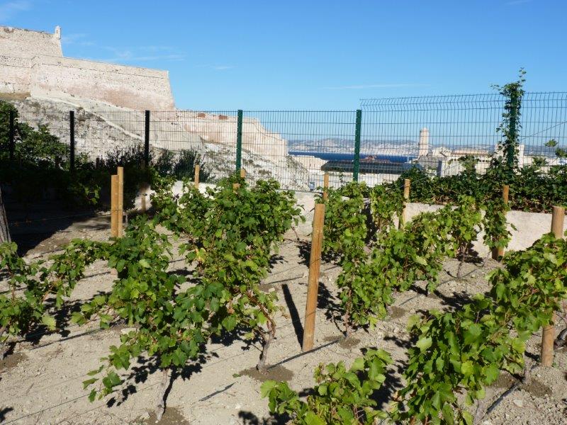 Les vignes de Saint-Victor surplombe le vieux-Port  (P.M-C.)