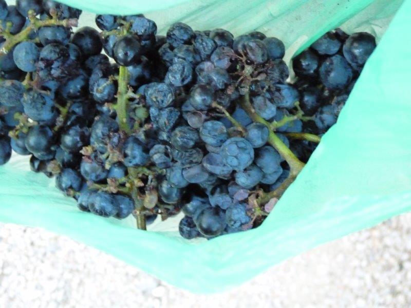 Le fruit du labeur (P.M-C)