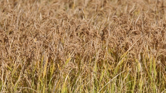 Le riz de Camargue est en danger (Photo D.R.)
