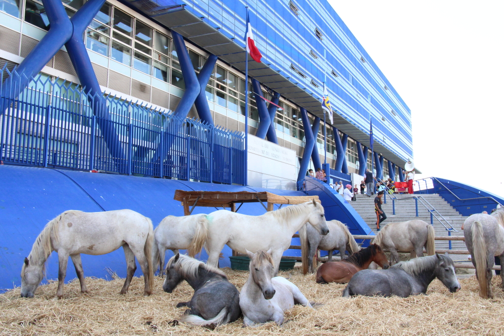 A l'extérieur chevaux, vaches, moutons... ont élu domicile (Photo Philippe Maillé)