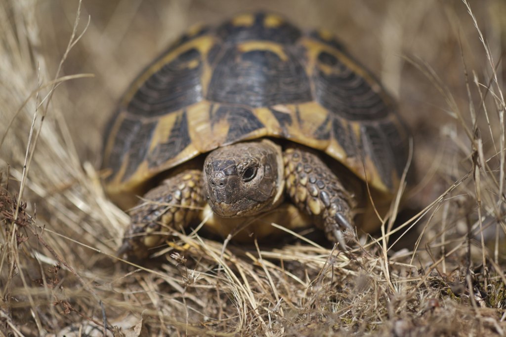 La tortue d’Hermann qui ne subsiste en France plus que dans le Var et en Corse (Photo D.R.)