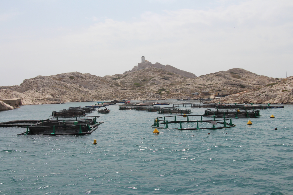 Ferme aquacole du Frioul à Marseille (Photo Philippe Maillé)