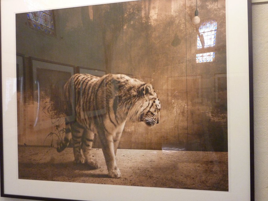 « Tigre et ampoule », l’une des œuvres exposées dans la chapelle Notre Dame de Pitié. Aux reflets voulus par l’artiste viennent s’ajouter ceux des œuvres exposées et de vitraux de la chapelle. (Photo M.E).