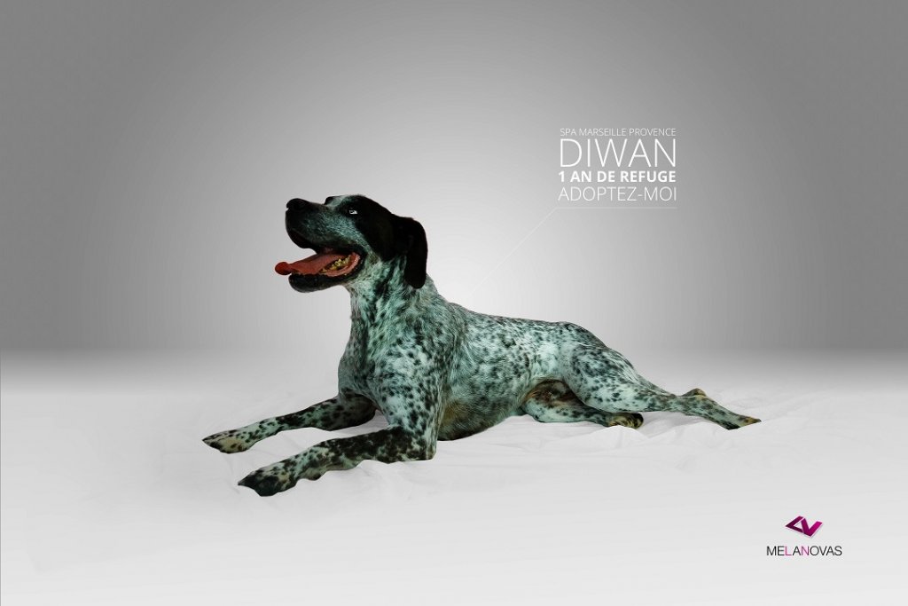 diwan-img_9143-text.jpg