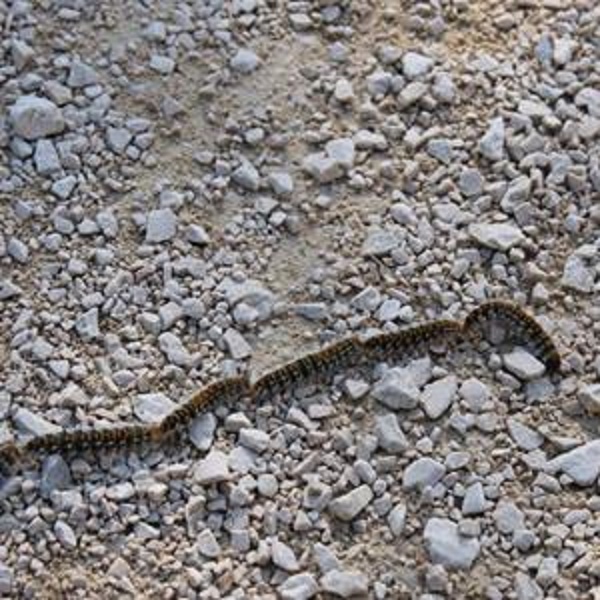 (Photo Parc national des Calanques)