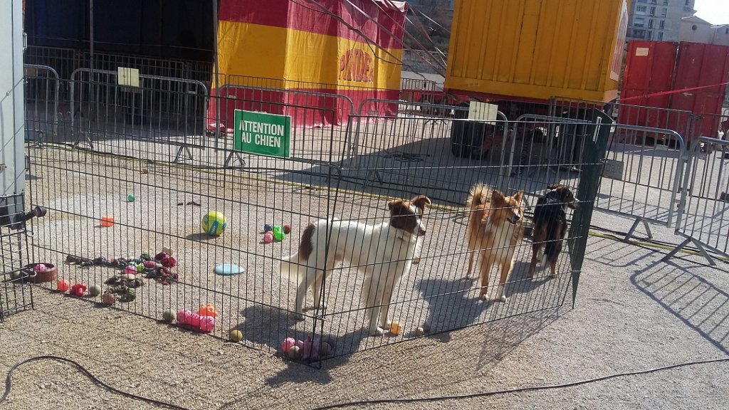 Des chiens intrépides qui ne manquent pas de jouets... (Photo P.M.-C.)