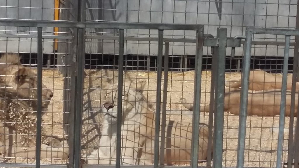 Magnifique lionne blanche (Photo P.M.-C)