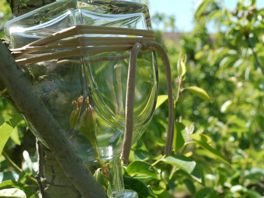 Solidement attachée à l’arbre, la célèbre carafe Manguin abrite désormais une petite poire Williams qui ne demande qu’à grandir (Photo M.E.)