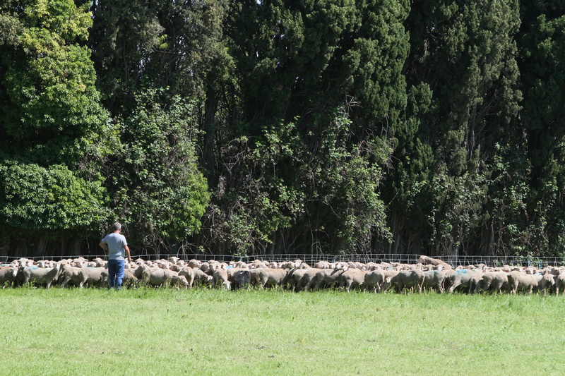 Domaine du Merle (Photo Robert Poulain)