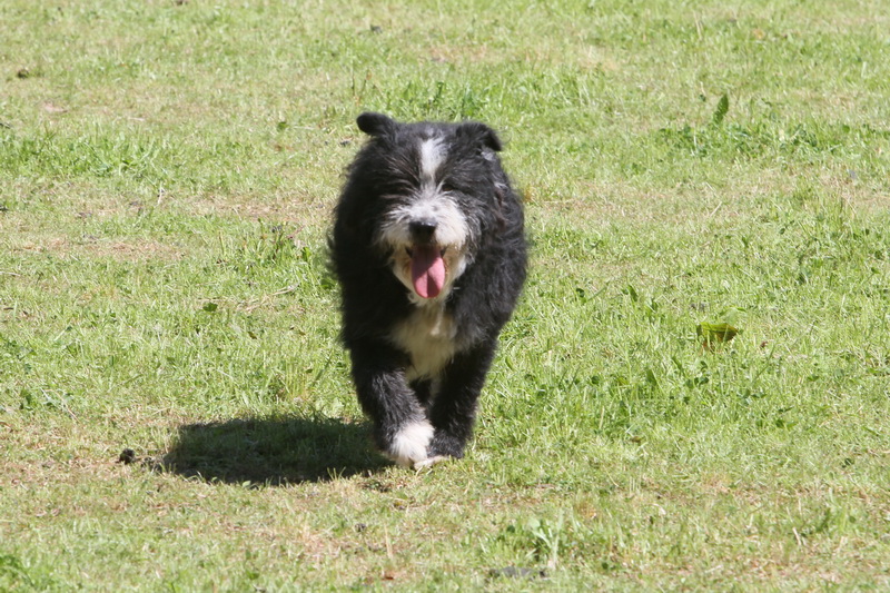 (Photo Robert Poulain) chien de berger