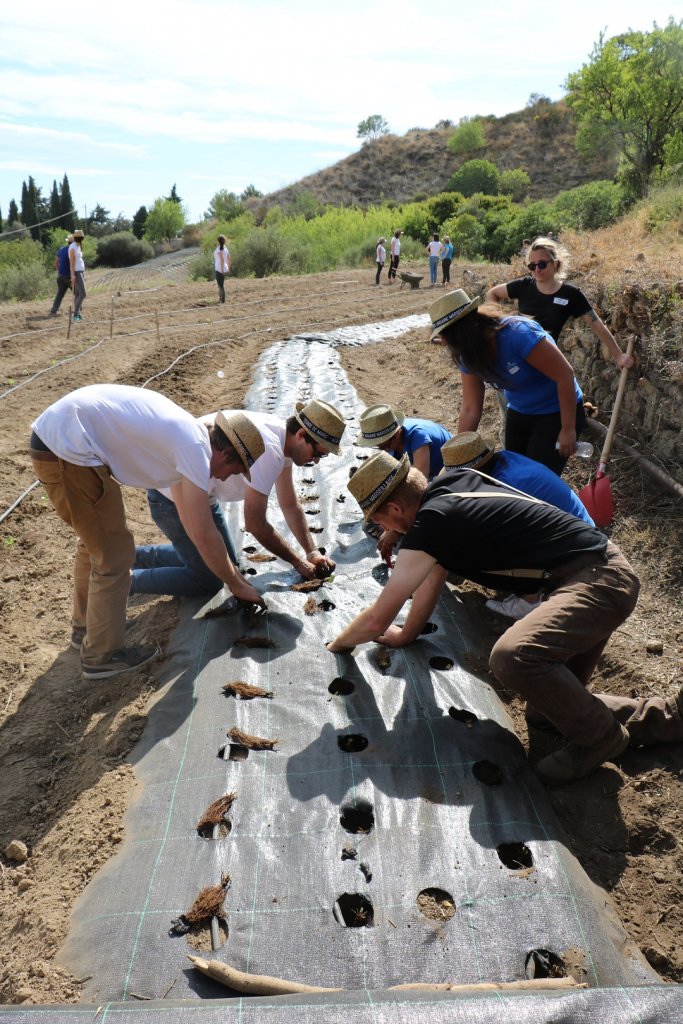 Plantation de melons et fraises (Photo D.R.) Plantation de melons et fraises (Photo D.R.)