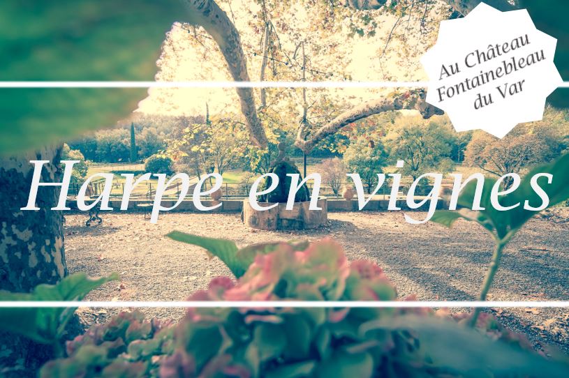 vignes.jpg