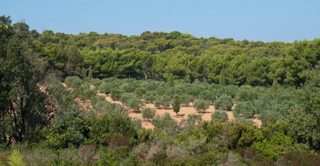 Ile de Porquerolles (Var): Visite des vergers conservatoires du 