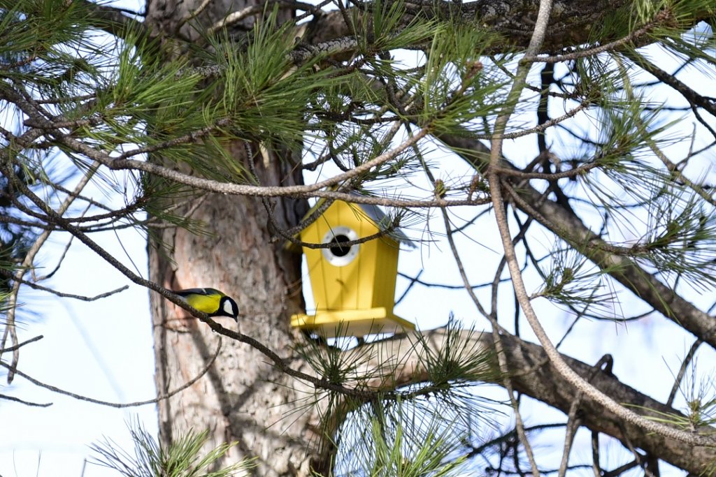 Des nichoirs pour des mésanges, qui sont l’un des prédateurs naturels de la chenille processionnaire du pin (Photo : Ville d’Aix)