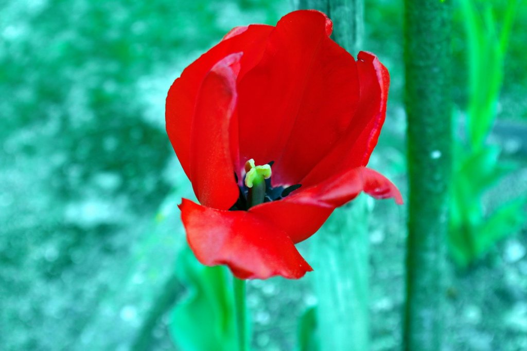 "Dites-le avec des fleurs": un super anniversaire à toutes celles et tous ceux qui sont nés un 4 avril (Photo Robert Poulain)