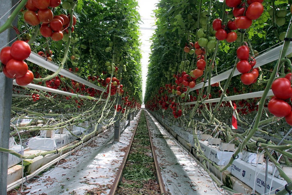 Tomates volent !!! (Photo Robert Poulain)