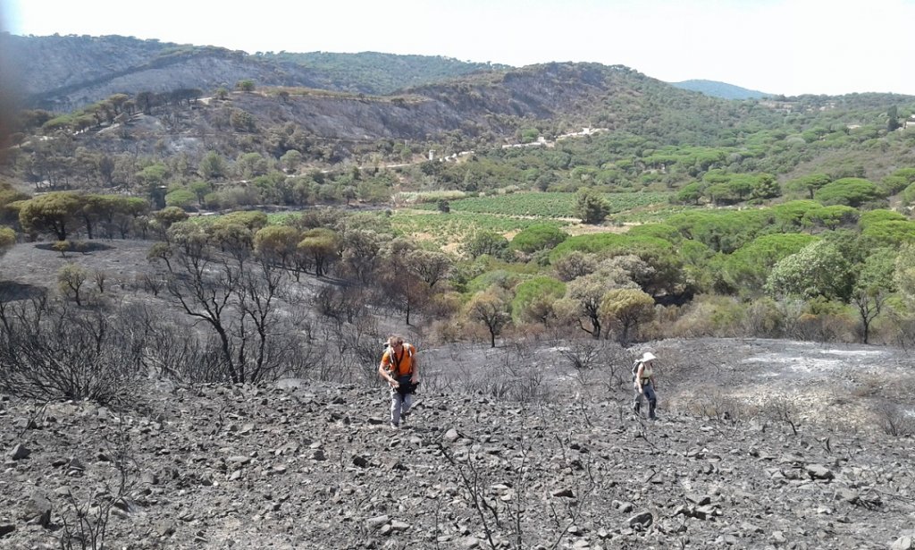 Des prospections ont été menées deux jours après l'incendie sur le Cap Taillat, par le CEN Paca (Conservatoire régional d’espaces naturels), gestionnaire du site, accompagné des experts de la Soptom© S. Caron / SOPTOM