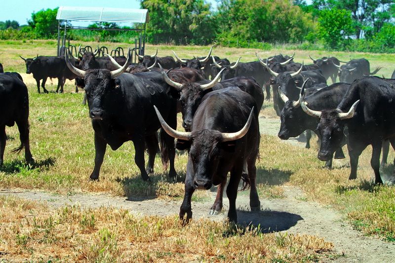 (Photo Robert Poulain)