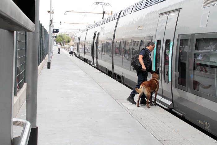 Les chiens sont également présents et rien n'échappe à leur truffe (Photo Robert Poulain)