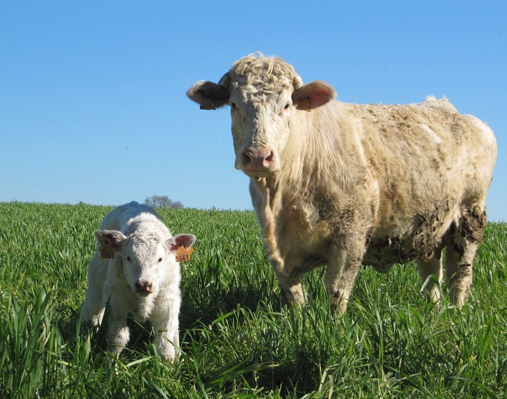 La vache et son petit, le bonheur est dans le pré. Mais dans de nombreux élevage, vaches et veaux sont séparés dès la naissance (Photo L214)