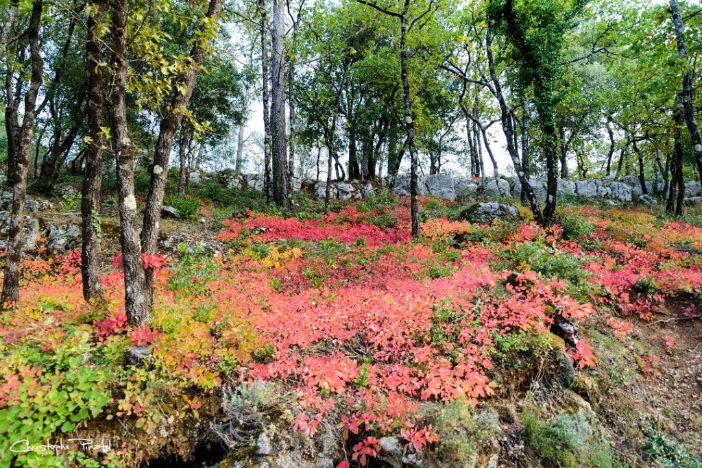 La photo du jeudi : "Le var entre dans l'automne, la végétation s'habille de ses dernières couleurs flamboyantes avant sa mise en sommeil hivernale" © Christophe Pinatel