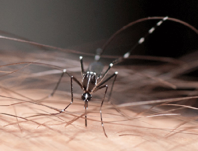 Le moustique tigre Aedes albopictus © IRD / M. Jacquet