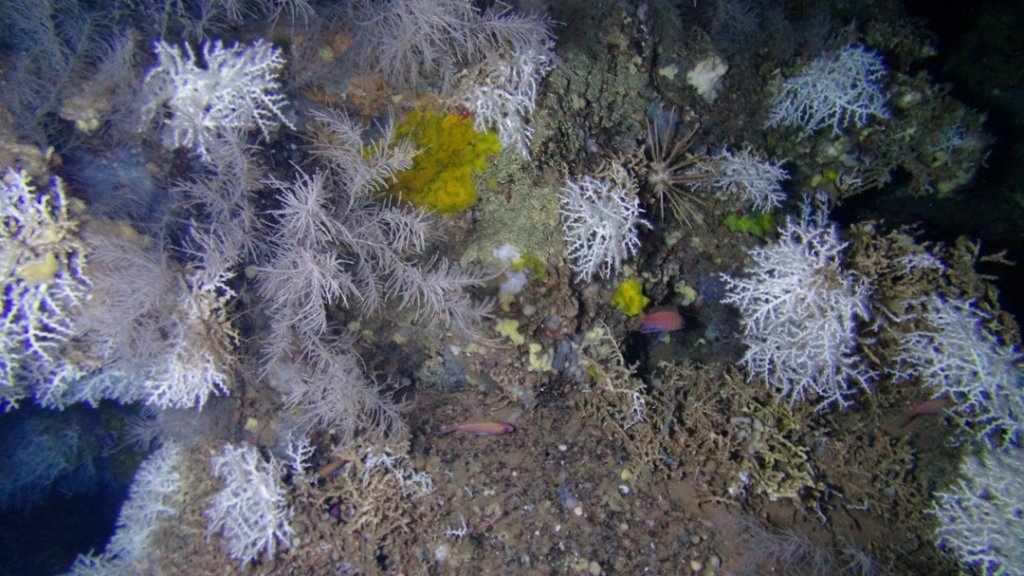 Le canyon de Cassidaigne et le canyon de Lacaze-Duthiers abritent les plus beaux massifs de 
