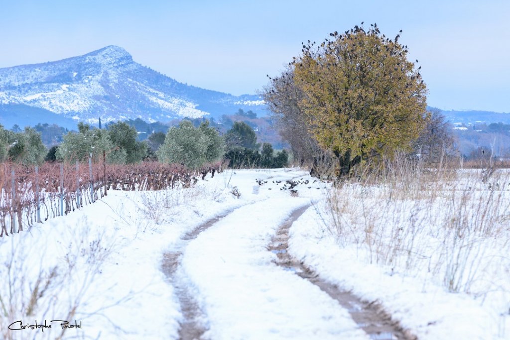 La photo du jeudi de Christophe Pinatel "Nostalgie de l'épisode neigeux dans le Var"