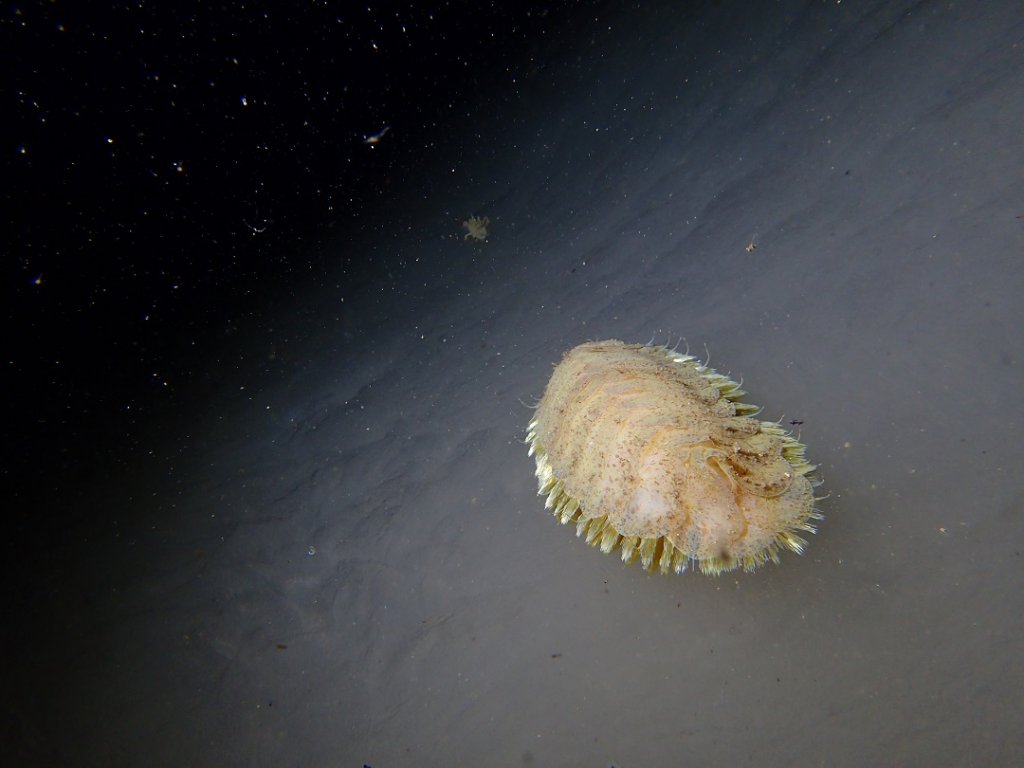 Ce grand ver à écailles  - qui lui assurent une protection en cas d'attaque -  fait partie des espèces surprenantes des eaux antarctiques. On le voit ici sur la paroi d'une grotte creusée dans la glace. (Photo : Pierre Chevaldonné / CNRS)