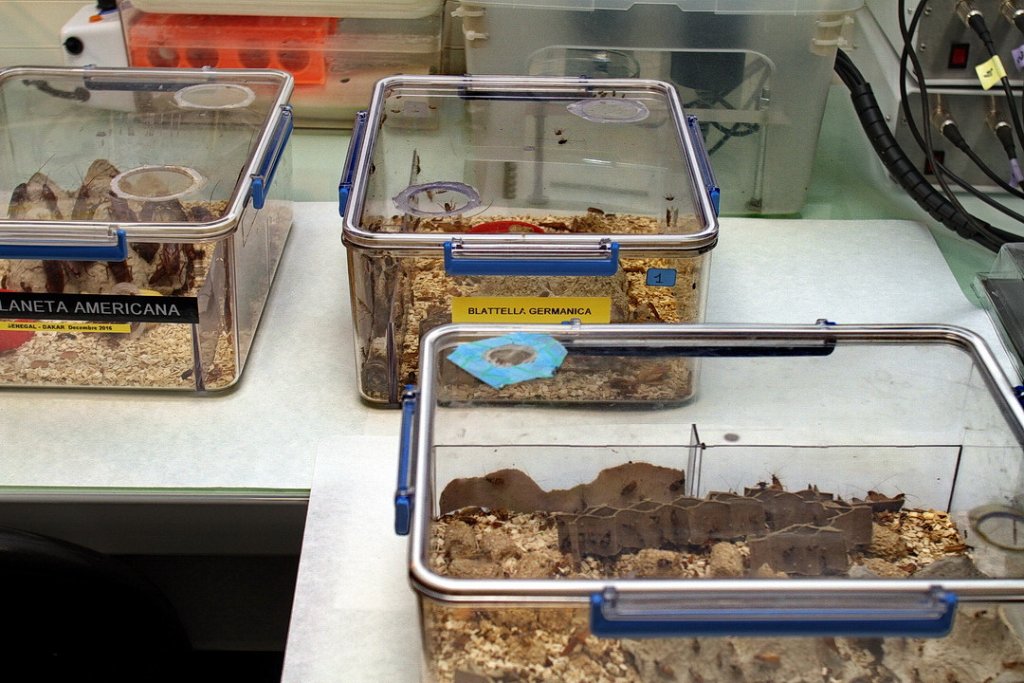 L' insectarium de l'IHUMI (Photo Robert Poulain)