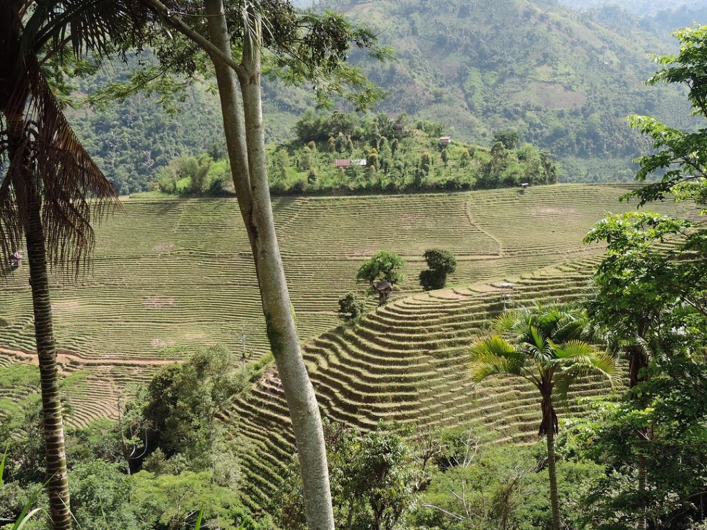 Filière équitable et bio du Patchouli créée il y a 3 ans dans l’archipel des Sulawesi en Indonésie (Photo : TechnicoFlor)