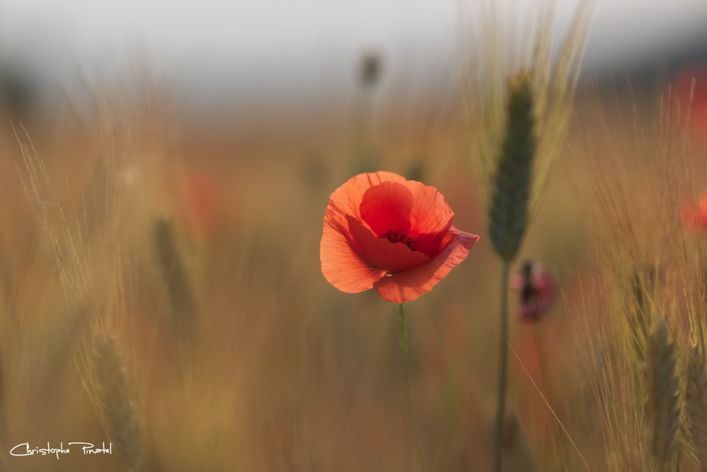 Un peu de douceur... (Photo Christophe Pinatel)
