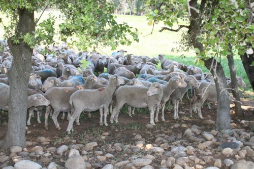 Les moutons sur le Domaine Merle (Photo Robert Poulain)
