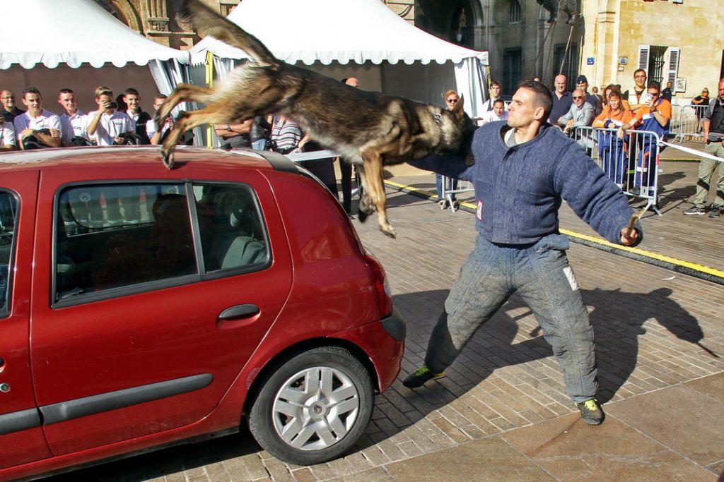 Démonstration des maîtres-chien du Groupement d’Investigation Cynophile de la Gendarmerie (Photo Robert Poulain)