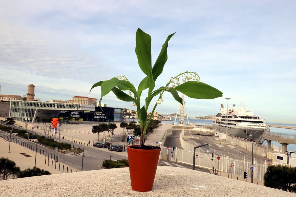 Les bateaux de croisières bloqués à quai (Photo Robert Poulain)