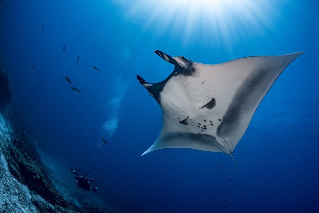 Une vente aux enchères au profit de l'Océan © Pure Océan
