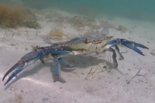 Le crabe bleu, callinectes sapidus, un adversaire redoutable, même pour les pêcheurs (Photo capture d'écran)