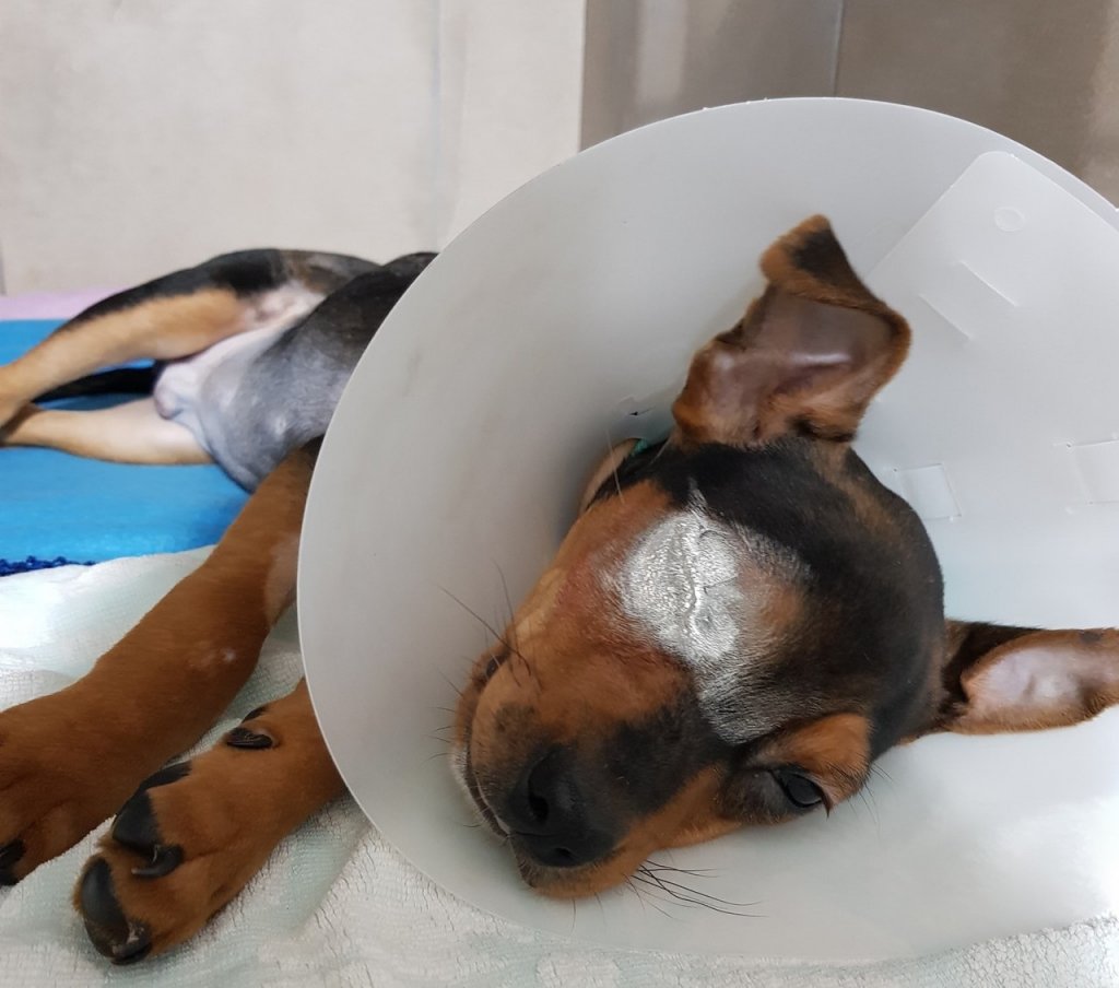 L'animal a également un œil crevé. Il a dû être opéré ©SPA Marseille Provence