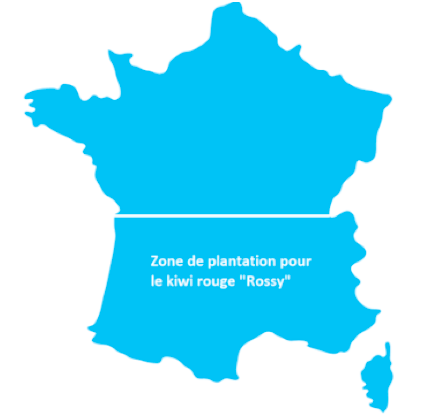 La zone de plantation du kiwi rouge ©Peruzzo La zone de plantation du kiwi rouge ©Peruzzo