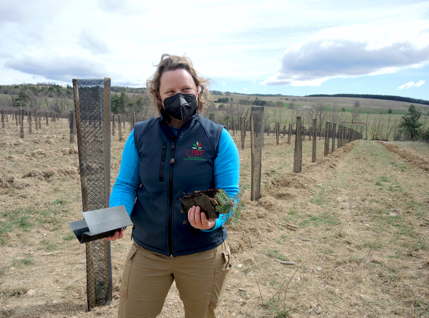 Sur la plantation de Revest-du-Bion, Camille Loudun, présente un plant de chêne faginé. ©L'Espace Alpin Sur la plantation de Revest-du-Bion, Camille Loudun, présente un plant de chêne faginé. ©L'Espace Alpin