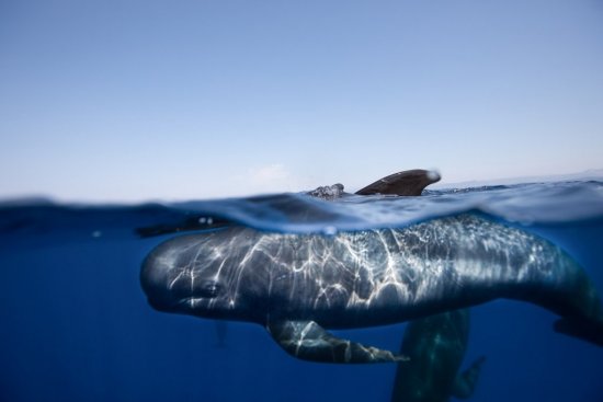 © Guillaume Ruoppolo/Wallis.fr
