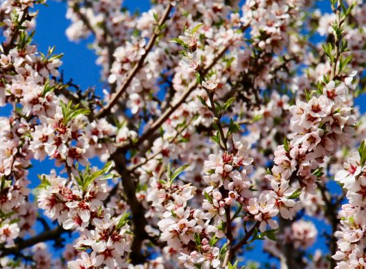 Les amandiers en fleurs © julai Hopps Les amandiers en fleurs © julai Hopps