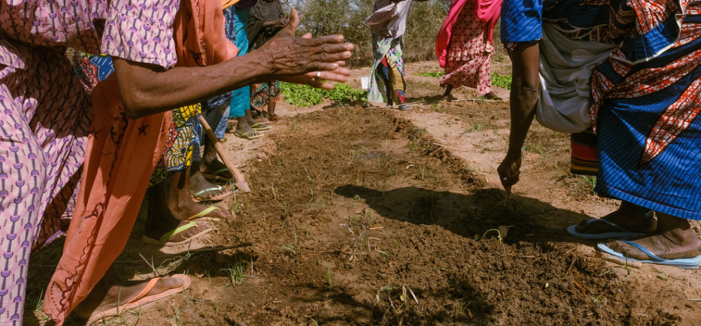 L'agriculture, moteur du développement au Niger © unops.org