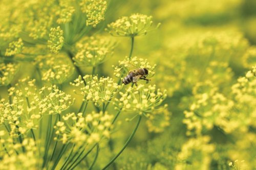 Abeille sur du fenouil ©DR