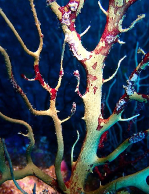 Zoom sur un un individu nécrosé © Patrick Bonhomme, Parc national des Calanques