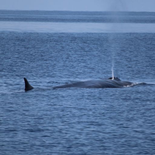 Observation d'une baleine  © Corsica Ferries