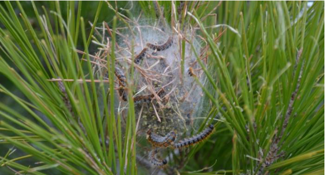En ville, apprenez à repérer les nids de chenilles processionnaires, indice de leur présence © Parc national des Calanques