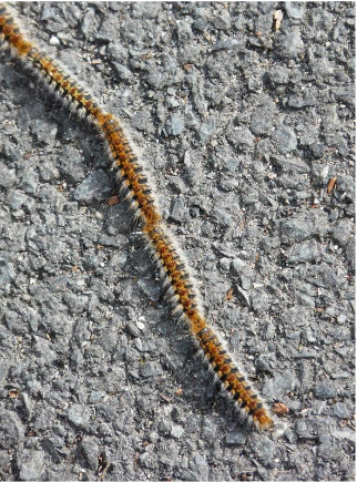 Les processions peuvent atteindre plusieurs mètres de long © Père Igor