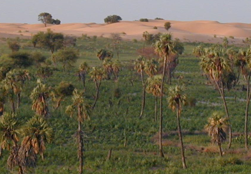 Paysage agraire et Dunes à l'arrière plan, Goudoumaria, Niger.  © IRD - Patrick Blanchon